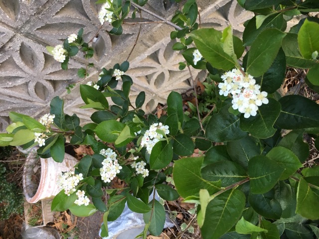 How to Propagate Aronia melanocarpa Viking