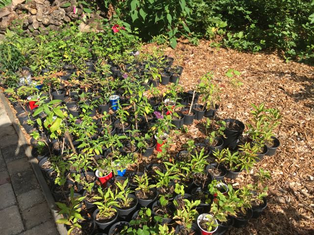 How to Transplant Propagated Rooted Cuttings