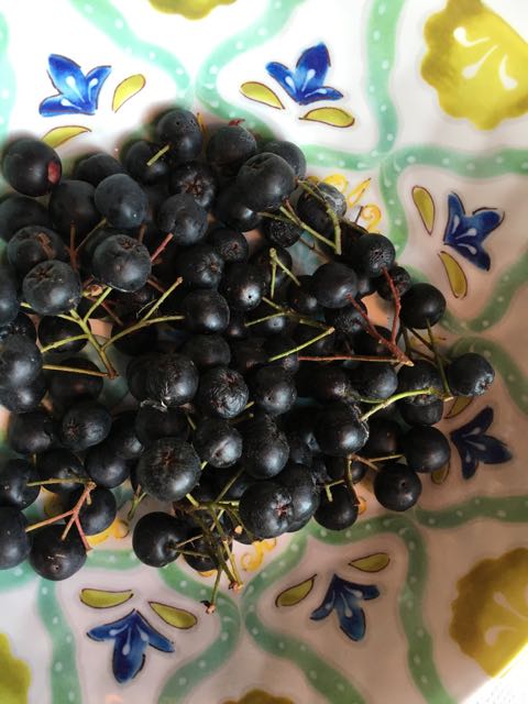 How to Harvest Aronia melanocarpa Berries