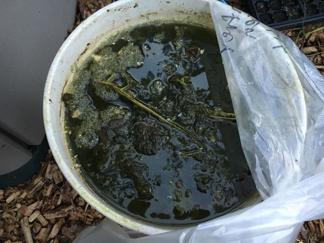 How to Make Comfrey Manure Tea