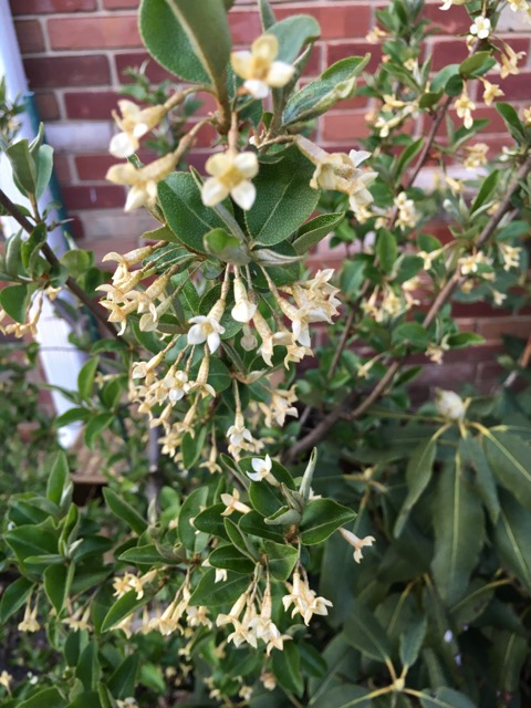 How to Propagate Sweet Scarlet Goumi Elaeagnus multiflora