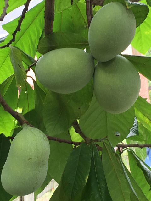 A Stroll through the Michael Judd Food Forest