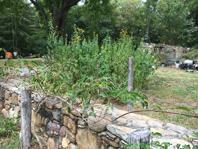 Michael Judd Food Forest