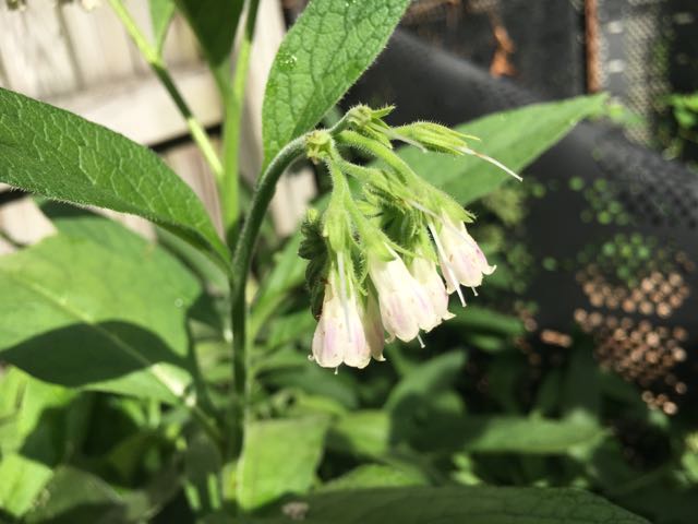 How to Propagate Comfrey Symphytum Bocking 4 & 14