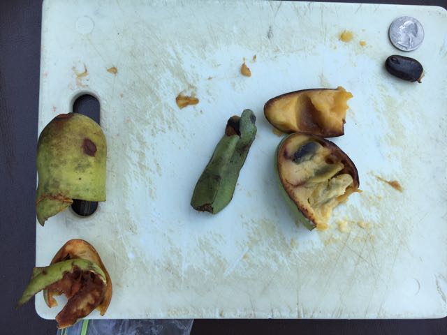 How to Collect Save and Store Paw Paw Seeds