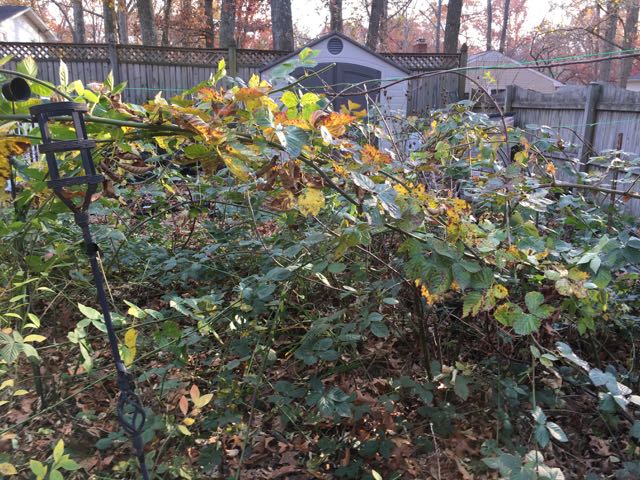 How to Propagate Blackberries via Tipping or Layering