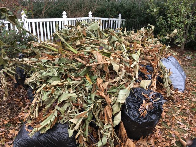 How to Winterize Hardy Bananas Musa basjoo