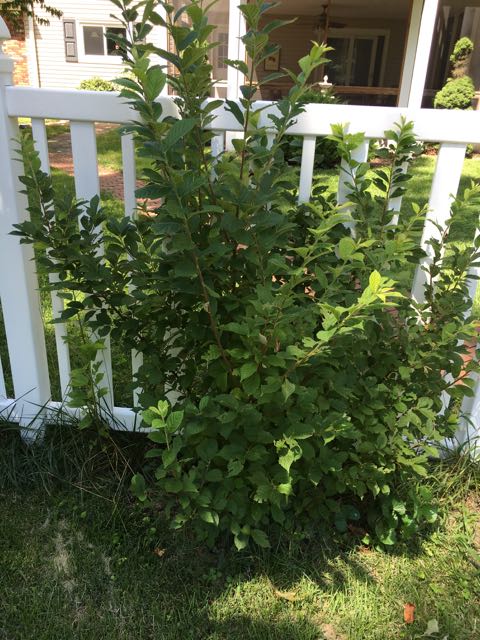 How to Propagate Korean Bush Cherry