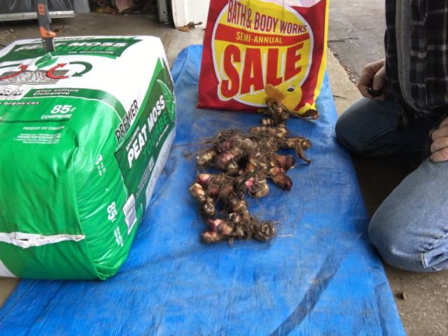 Canna Winterization or Canna Bulb Storage for Winter A How To