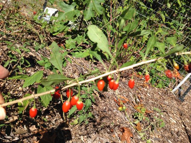 How to Propagate Goji Berry Lycium barbarum