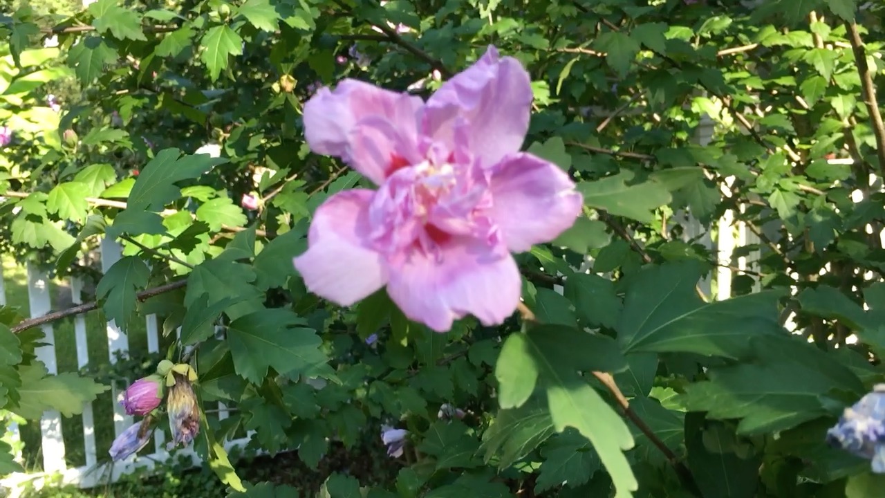 Propagating Rose of Sharon a How To