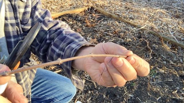 Hardwood Cutting Propagation | Winter Plant Propagation A How To