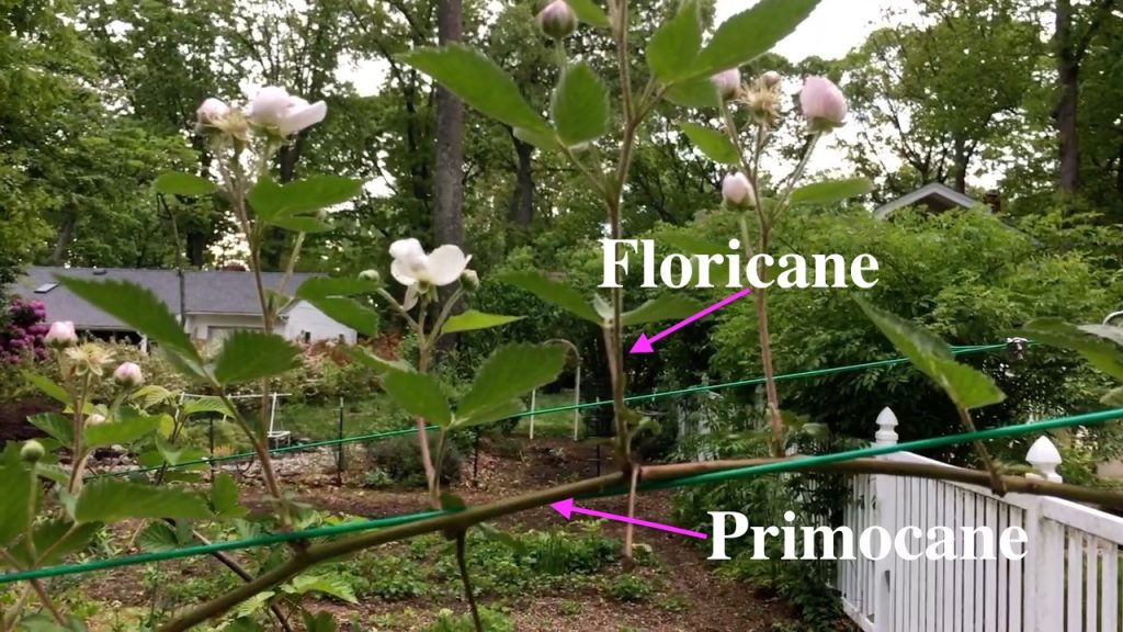 Blackberry Primocane Blackberry Floricane