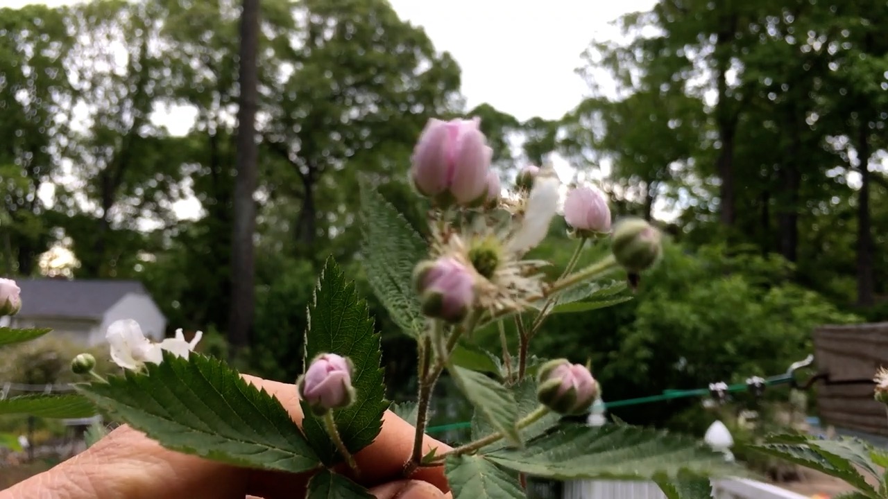 Blackberry Primocane Blackberry Floricane2