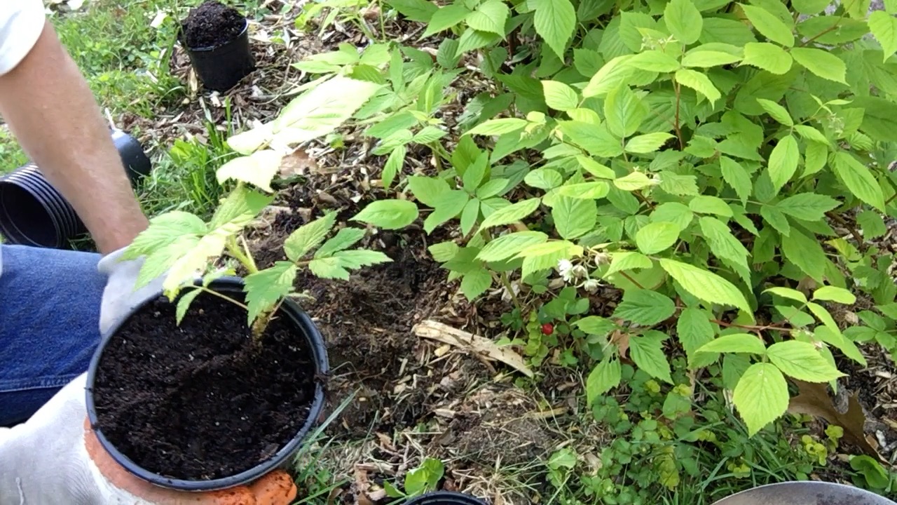 Propagating Raspberries from Primocanes A How To
