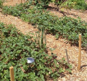 Ground-Cover Layer Forest Design Plants