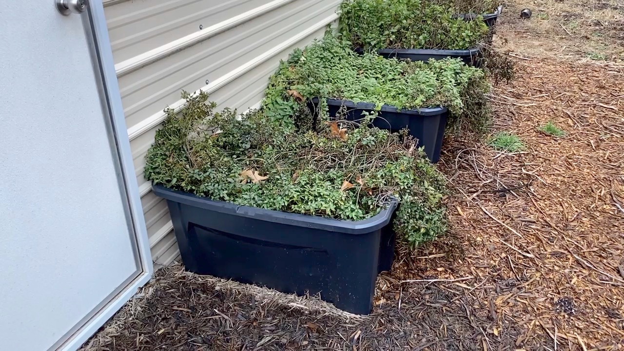 How to Make Large Plant Pots to Control Mints Spread