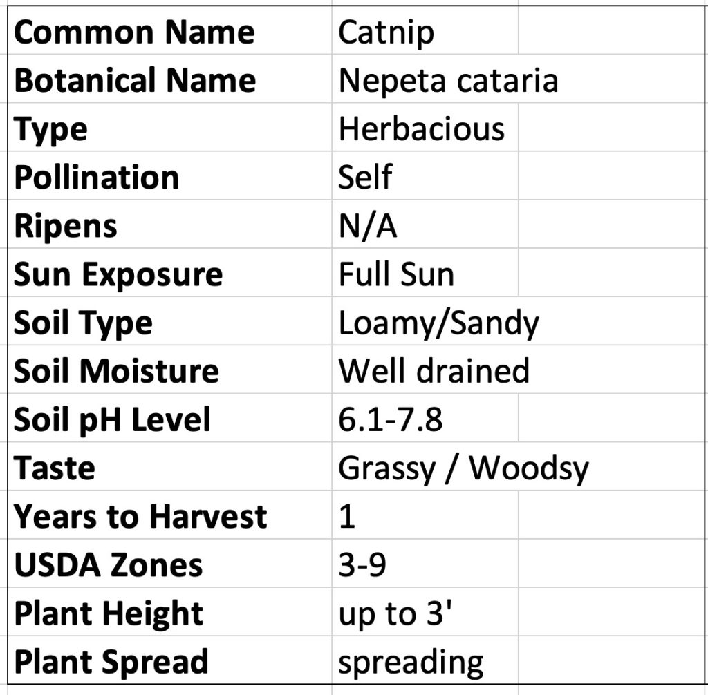 Catnip Nepeta cataria
