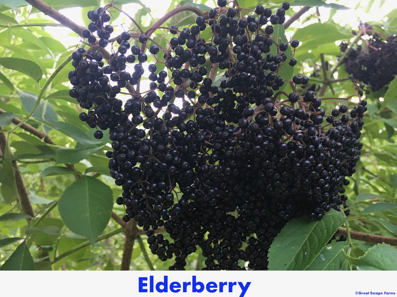 Preparing Elderberries for Recipes A How To