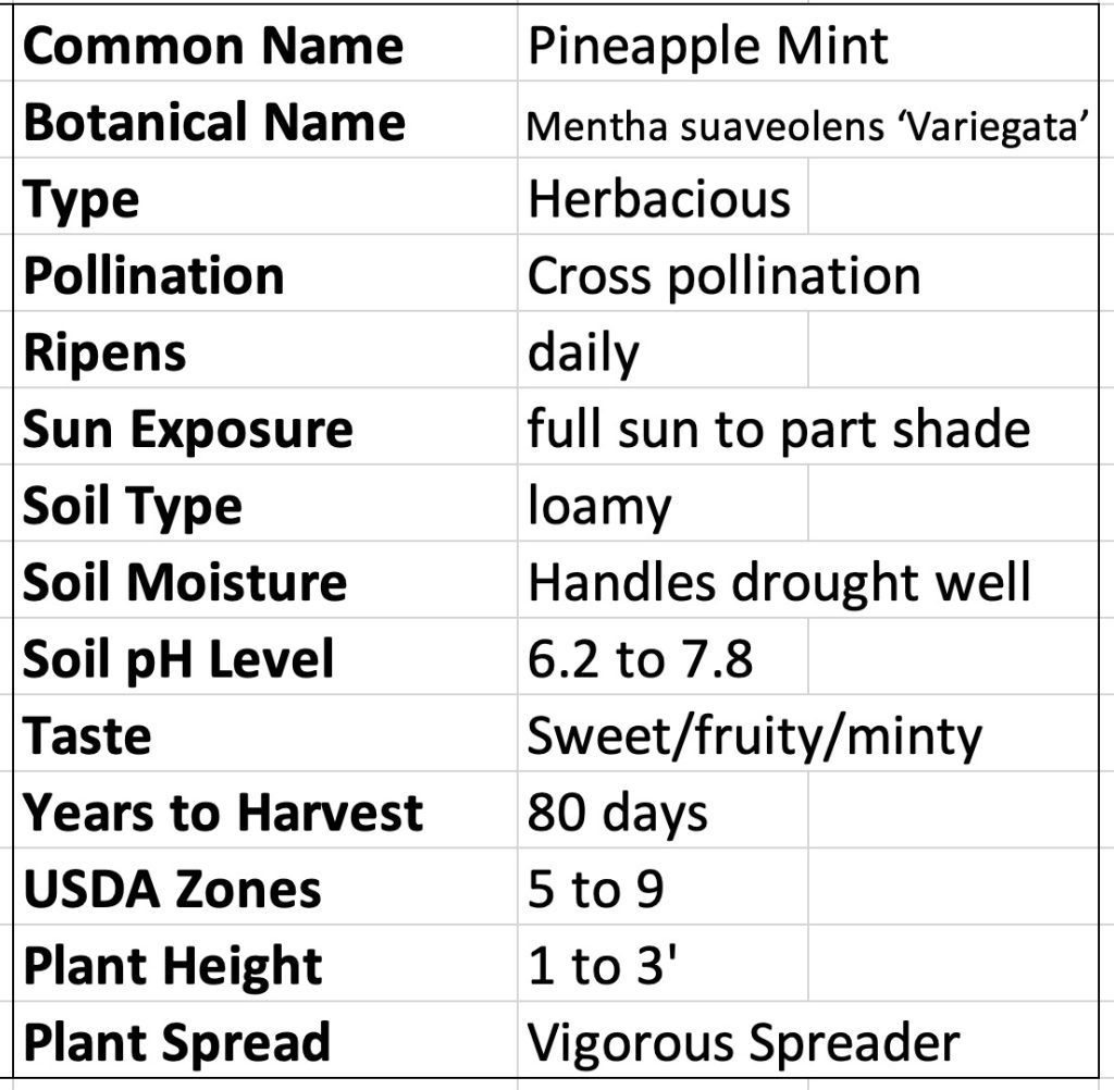 Pineapple Mint Mentha suaveolens Variegata
