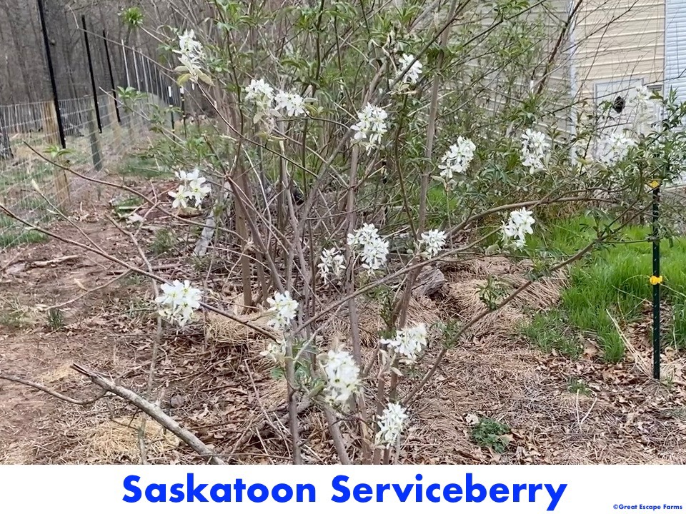Saskatoon Serviceberry