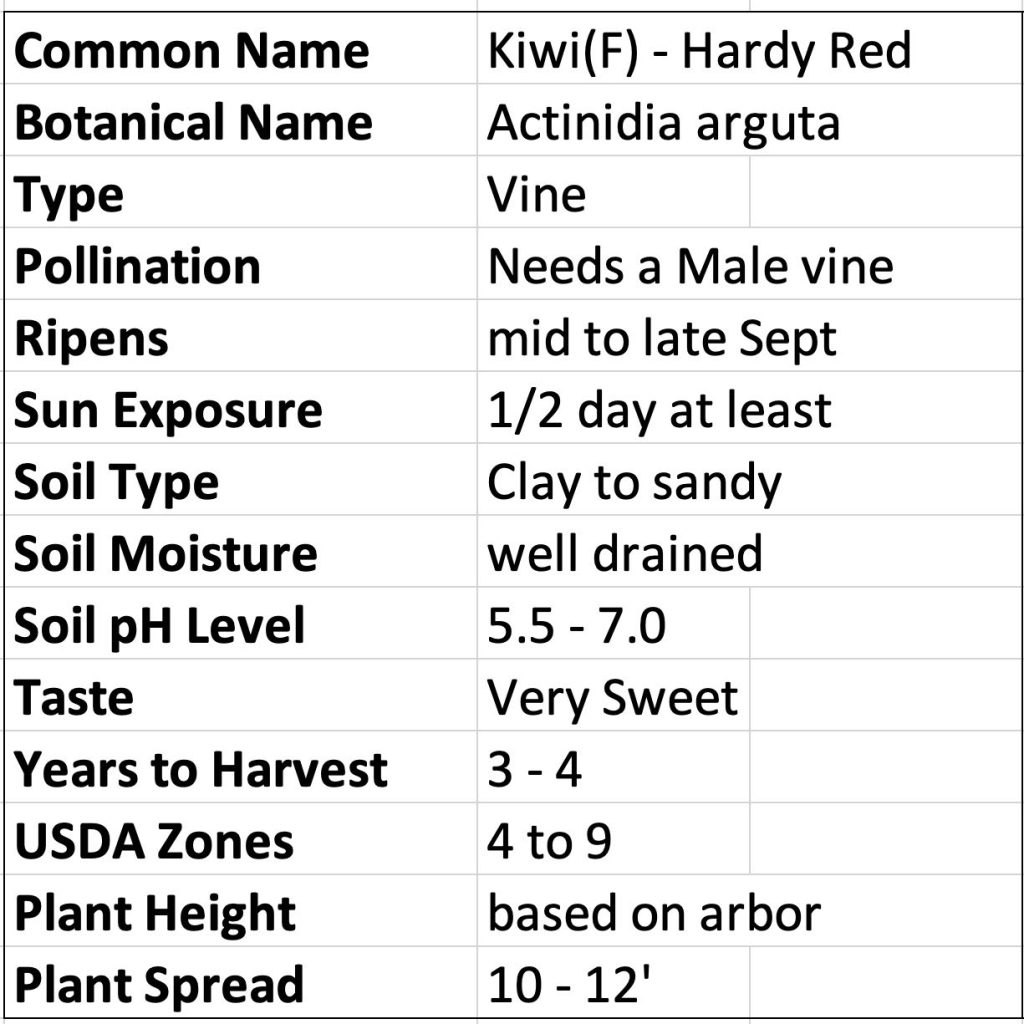 Kiwiberries Hardy Red Actinidia arguta