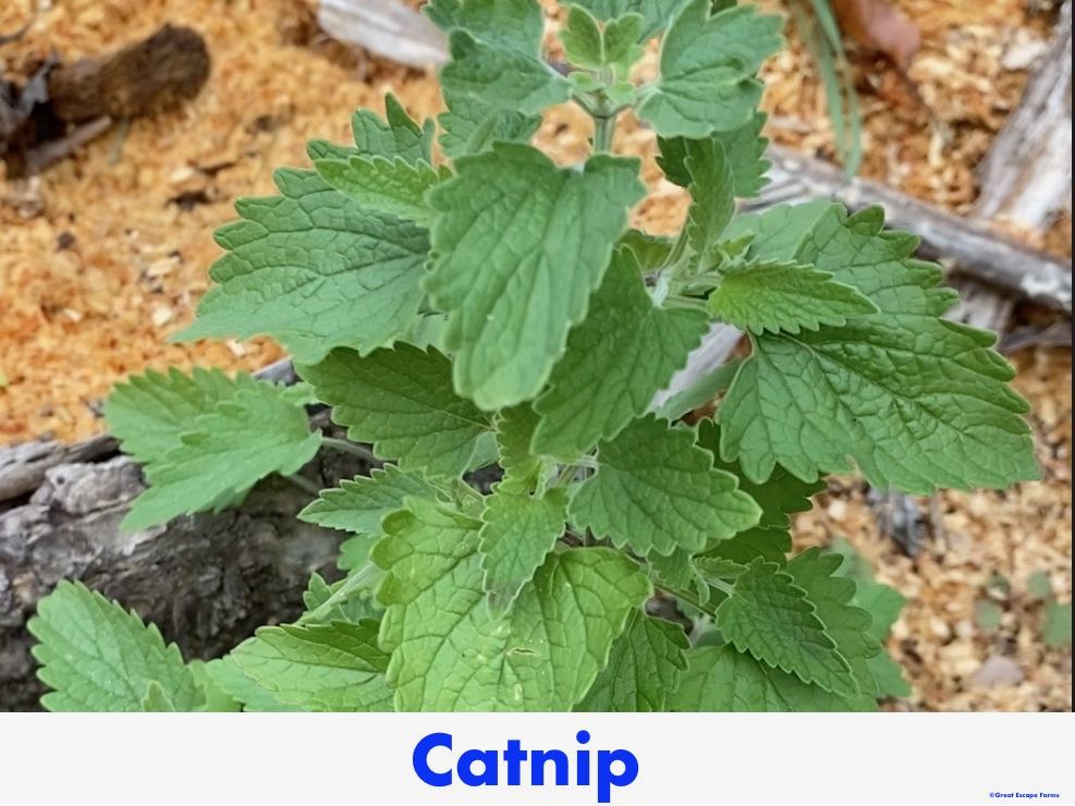 Catnip