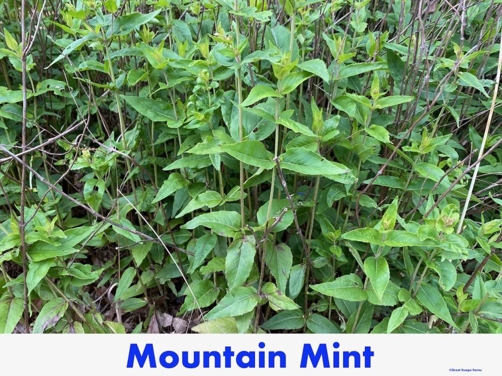 Mountain Mint