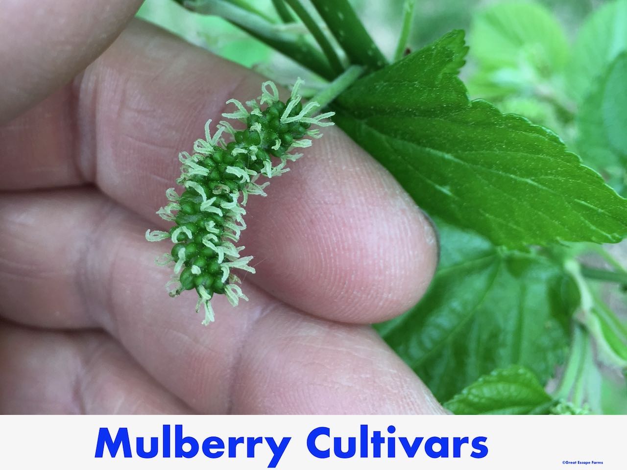 Mulberry Cultivars